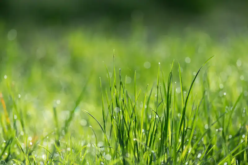 Can you mow wet grass in San Marcos, CA 