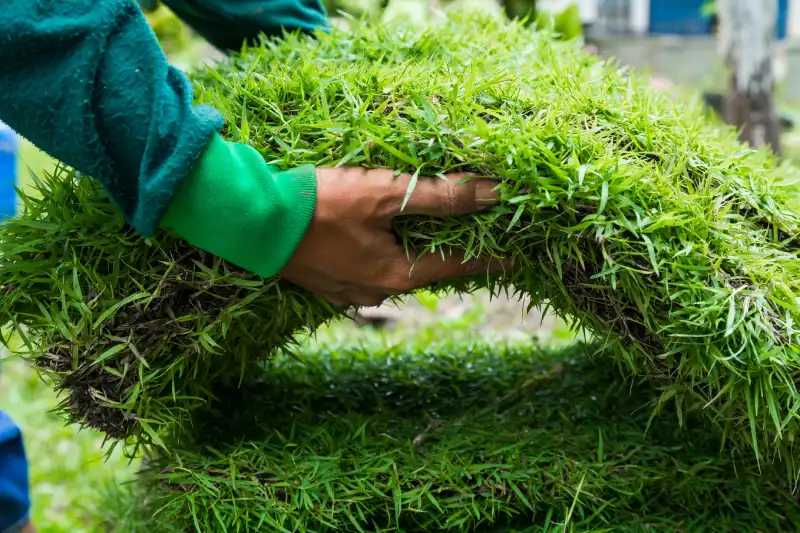 How long after installing sod can you walk on it in San Marcos, CA 