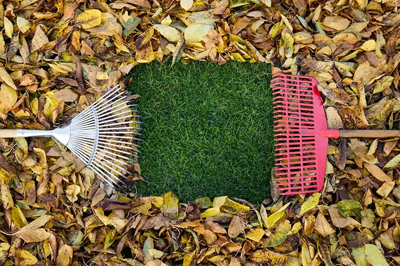 How to clear a yard full of weeds in San Marcos, CA